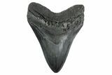 Fossil Megalodon Tooth - South Carolina #352207-1